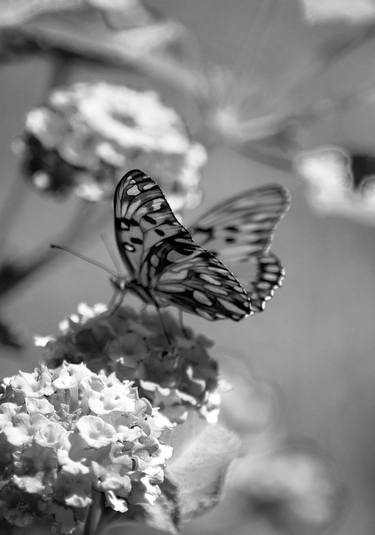 Print of Abstract Expressionism Botanic Photography by Sergio Cerezer