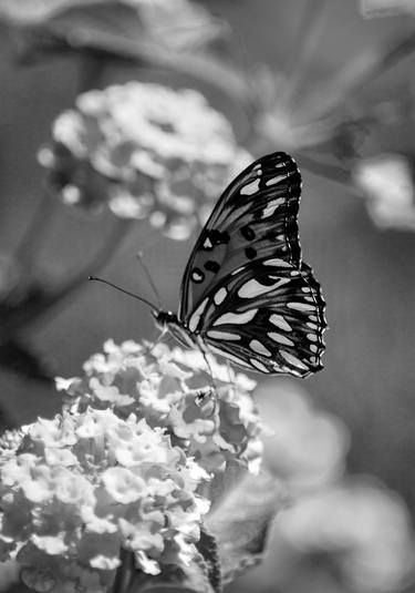 Print of Botanic Photography by Sergio Cerezer