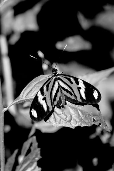 Print of Abstract Expressionism Animal Photography by Sergio Cerezer