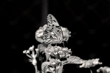 Print of Abstract Expressionism Floral Photography by Sergio Cerezer