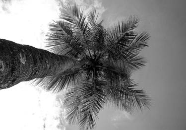 Print of Abstract Expressionism Tree Photography by Sergio Cerezer