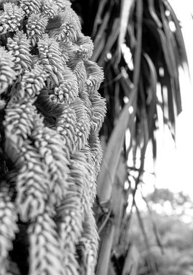 Print of Art Deco Nature Photography by Sergio Cerezer