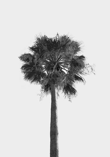 Original Art Deco Tree Photography by Sergio Cerezer
