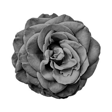 Print of Conceptual Floral Digital by Sergio Cerezer
