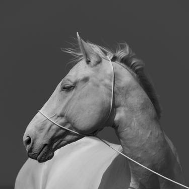WHITE HORSE thumb