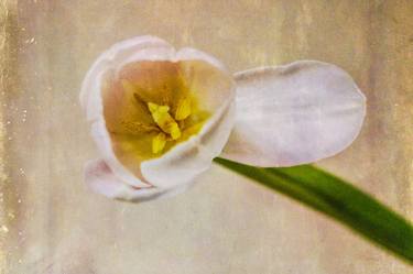 Original Floral Photography by Margaret Waage