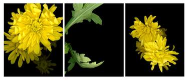Yellow Daisy Triptych thumb