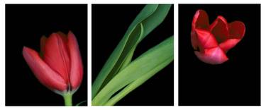 Tulip Triptych thumb