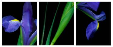 Blue Iris Triptych thumb