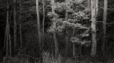 Print of Fine Art Tree Photography by Thomas Pohlig