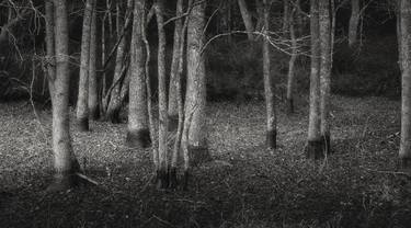 Print of Abstract Expressionism Tree Photography by Thomas Pohlig