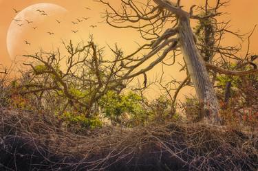 Print of Conceptual Beach Photography by Thomas Pohlig