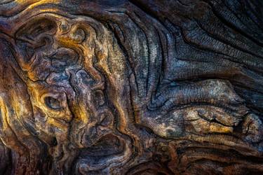 Print of Abstract Expressionism Tree Photography by Thomas Pohlig