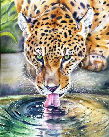 Jaguar drinking water thumb
