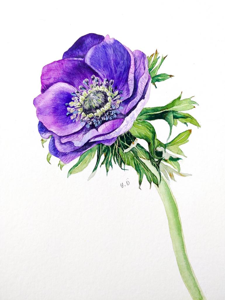 anemone flower illustration