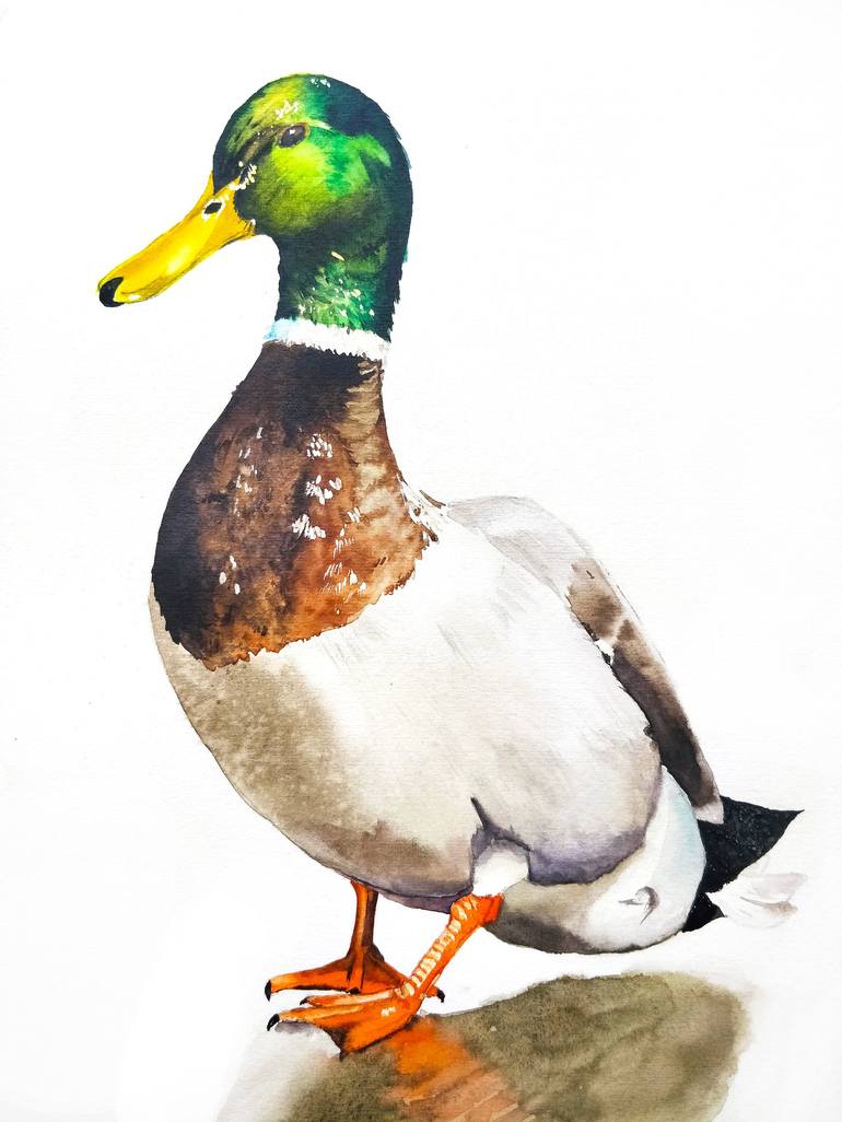 mallard duck pictures