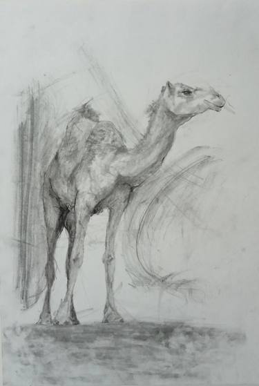 Print of Documentary Animal Drawings by Caner ÜNLÜ