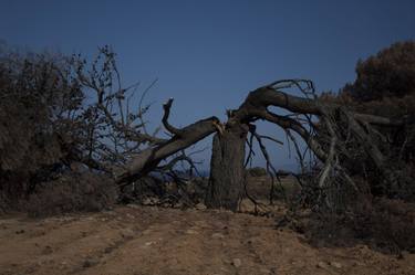 Original Documentary Tree Photography by Michele Pavana