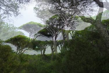 Original Contemporary Nature Photography by Gilliard Bressan