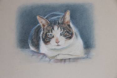 Print of Figurative Cats Drawings by Jorge Bandarra