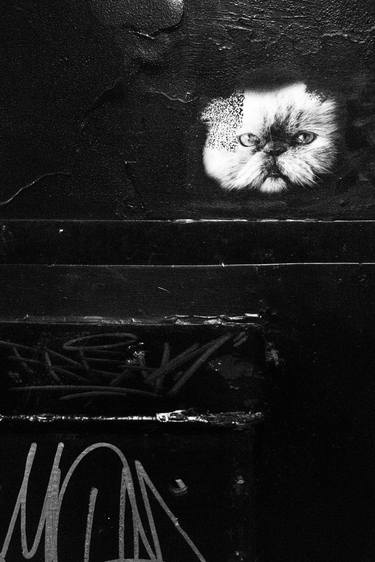 Original Fine Art Cats Photography by Thomas R O'Neal