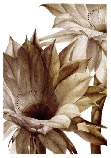 Original Figurative Botanic Drawings by Pamela Feccia