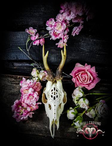 Engraved Roe Deer Skull with celtic knot thumb