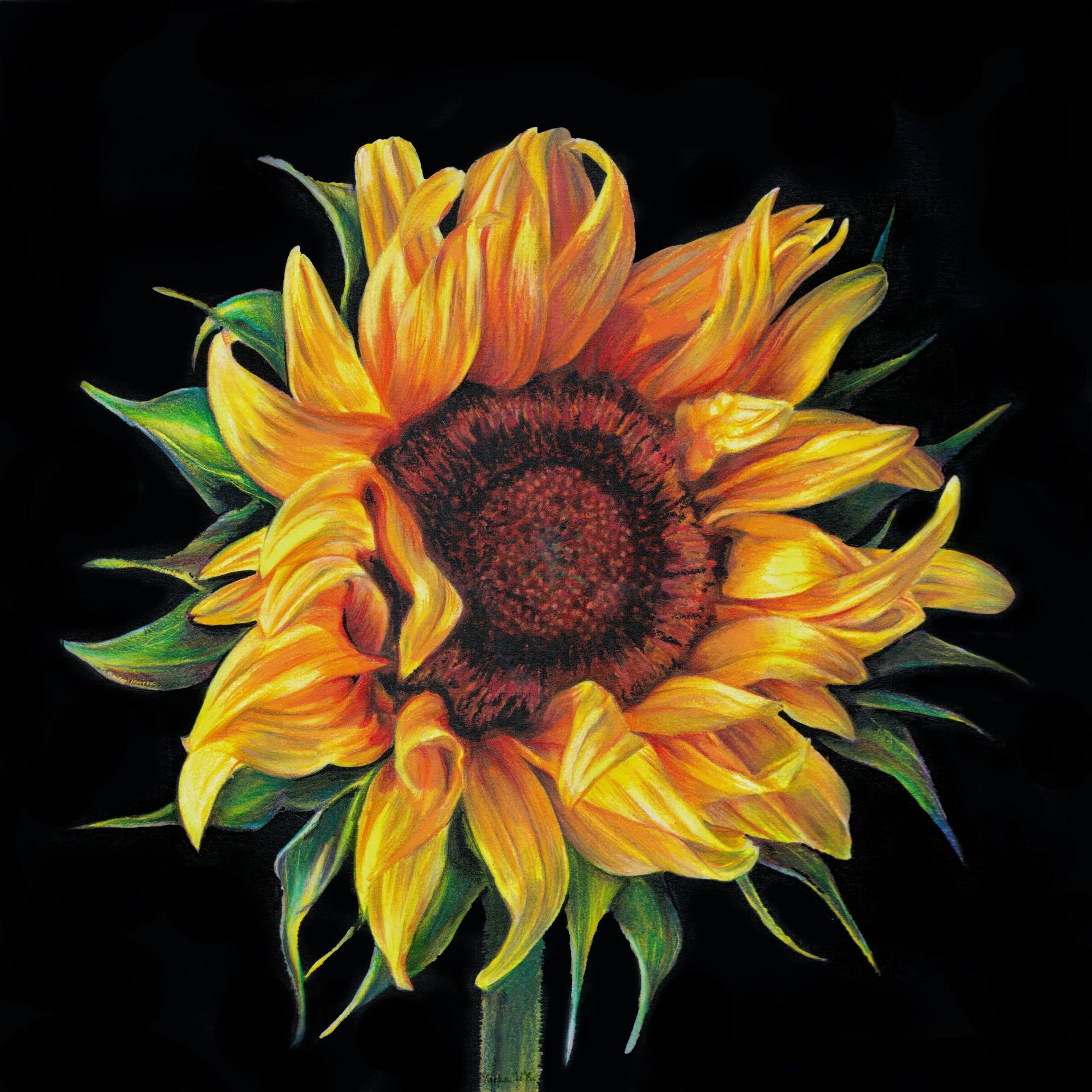 Sunflower black background summertime yellow flower Drawing by
