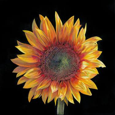 Sunflower 12 thumb