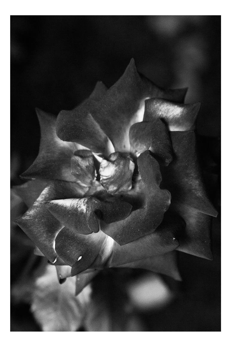 Original Contemporary Still Life Photography by Carla Cuomo