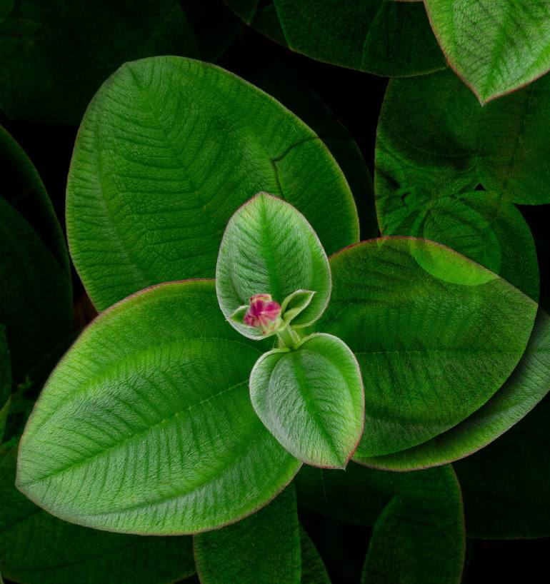 Original Art Deco Floral Photography by Miguel Plà