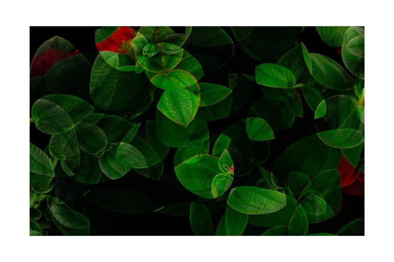 Original Floral Photography by Miguel Pla | Art Deco Art on Ink | Flower princess N 2