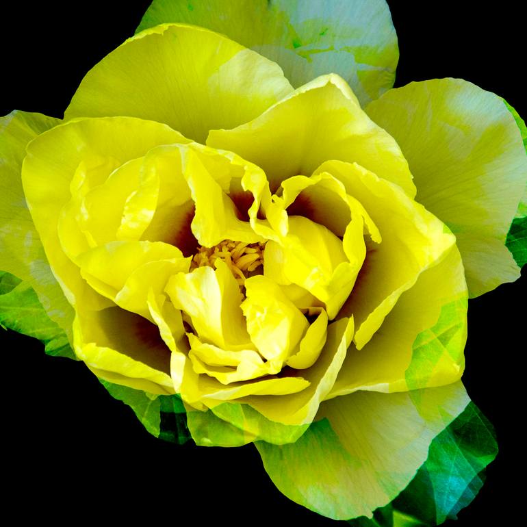 Original Art Deco Floral Photography by Miguel Plà