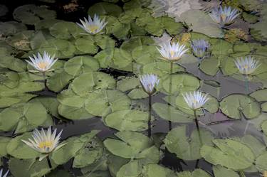 Print of Floral Photography by Miguel Plà