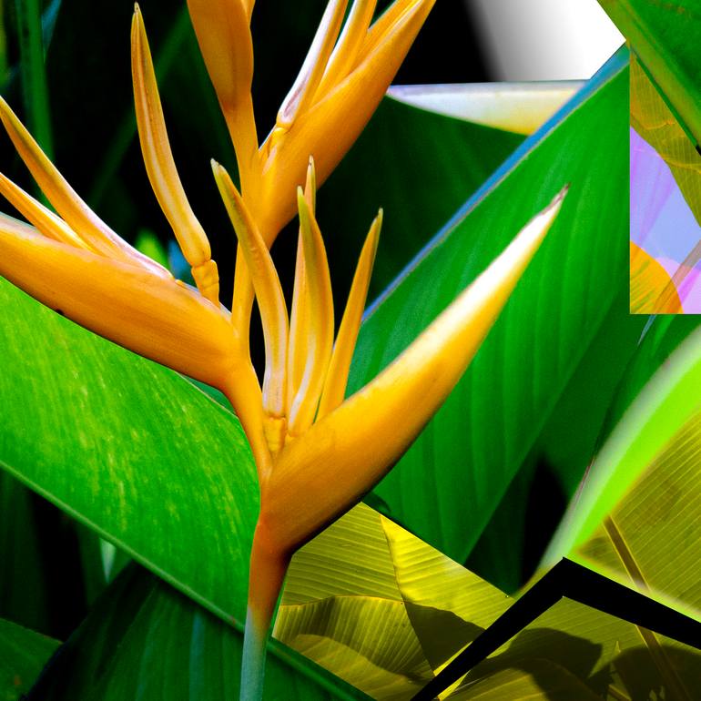 Original Art Deco Floral Photography by Miguel Plà