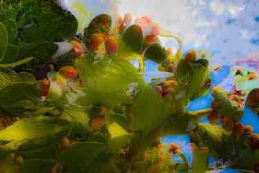 Prickly pear _01 image