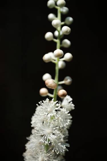 Original Floral Photography by Henry Caiazzo