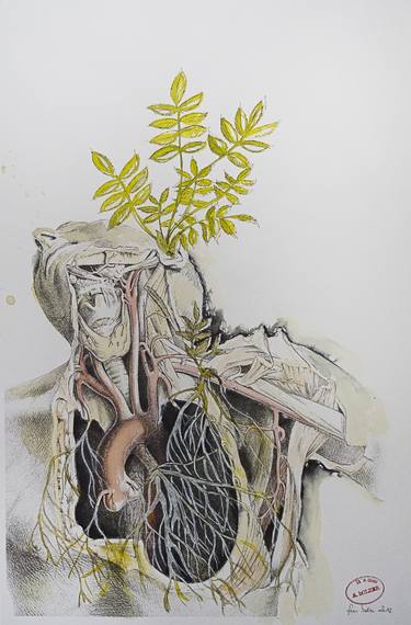 Print of Nature Drawings by Alexandra Bolzer