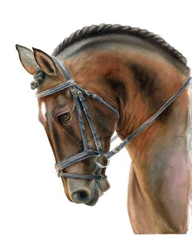 Bay brown horse, equine watercolour painting thumb