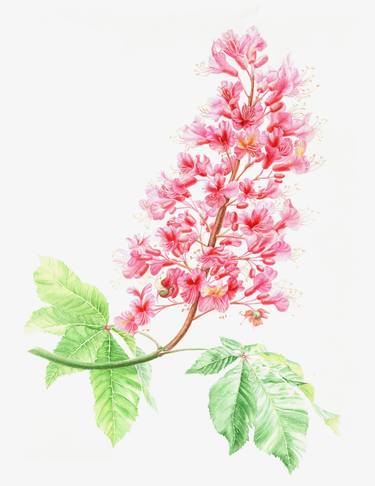 Pink horse chestnut flower, botanical watercolor thumb