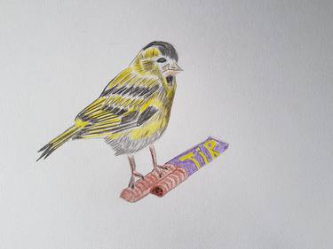 The siskin thumb