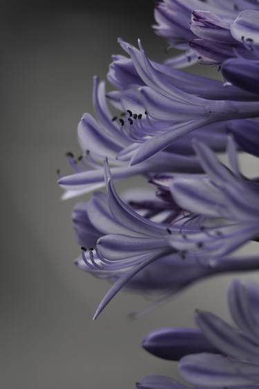 Violet Whisper: Agapanthus praecox thumb