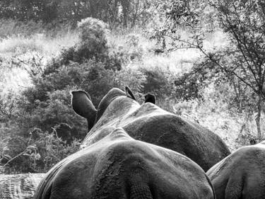 Rhino family calmly walking away, South Africa, 2112 thumb