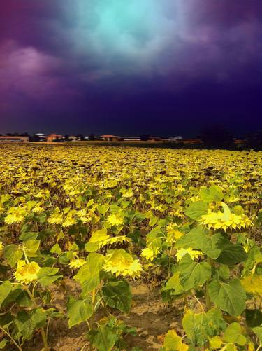 Storm Over Sunflowers, Cortona, Tuscany thumb