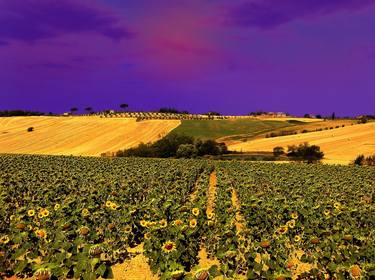 Tuscany Landscape near Cortona thumb