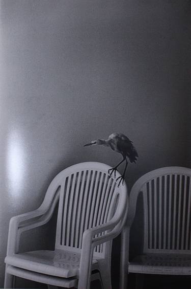 Original Photorealism Animal Photography by Terry Hrynyshyn
