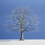 Oak in Winter by Nigel Wood