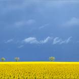 Into the Yellows by Nigel Wood