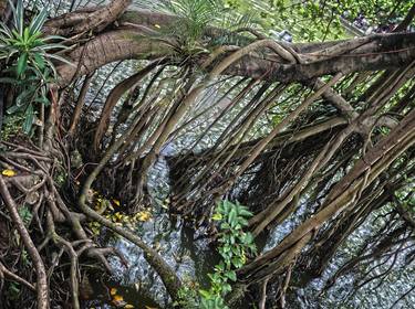 Print of Realism Tree Photography by Ton van Zantvoort