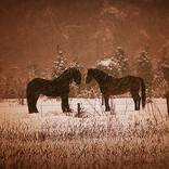 Collection 100 Curators Collection